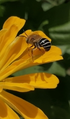Anthophora californica