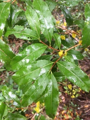 Brexiella