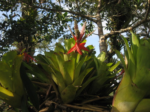 Aechmea romeroi (Aechmea romeroi)