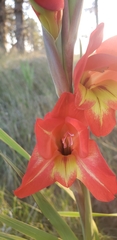 Gladiolus × hortulanus