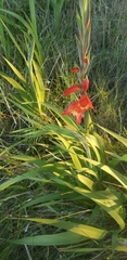 Gladiolus × hortulanus