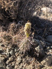 Cylindropuntieae