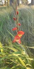 Gladiolus × hortulanus