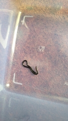 Indotyphlops braminus