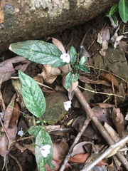 Rhinacanthus