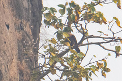 Falco peregrinus peregrinator