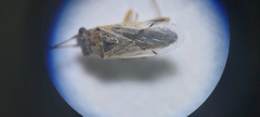 Nysius cymoides