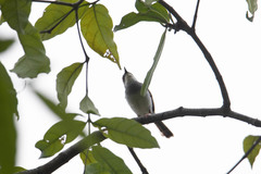 Prinia hodgsonii