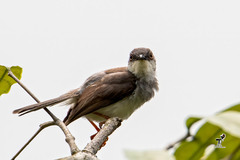 Prinia hodgsonii
