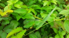Aciagrion occidentale