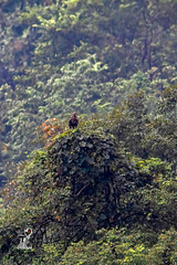 Pernis ptilorhynchus