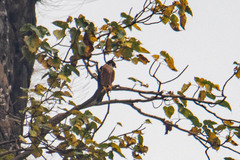 Falco peregrinus peregrinator