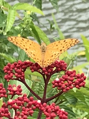 Phalanta phalantha phalantha