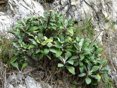 Pachystegia insignis