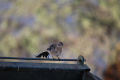 Mimus polyglottos