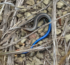 Plestiodon multivirgatus