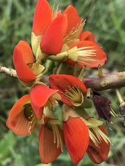 Erythrina edulis