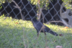 Corvus brachyrhynchos