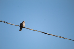 Streptopelia decaocto