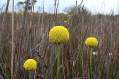 Common Billy Buttons