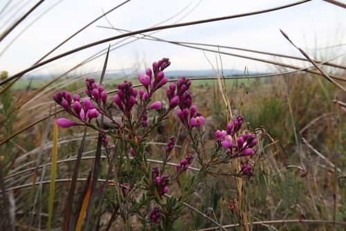Comesperma ericinum (Comesperma ericinum)