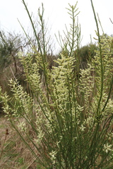 Leptomeria drupacea