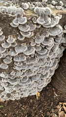 Trametes versicolor