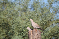 Streptopelia decaocto