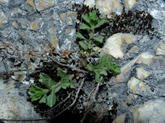Vittadinia australis