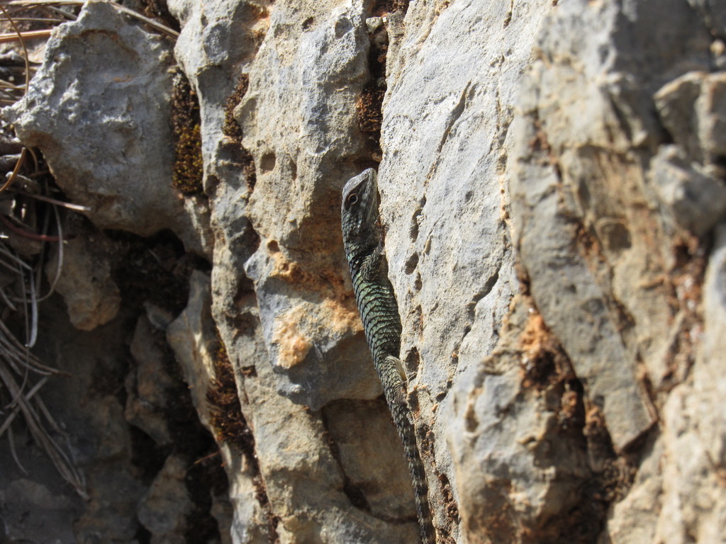 Preston's Torquate Lizard