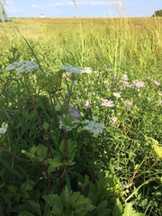 Ligusticum scothicum scothicum
