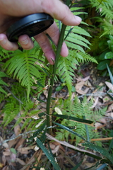 Macrozamia fawcettii