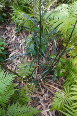 Macrozamia fawcettii