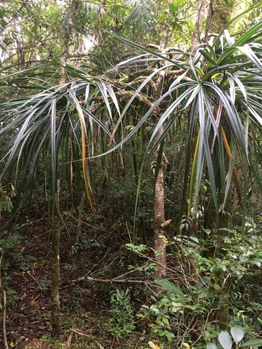 Pandanus variabilis image