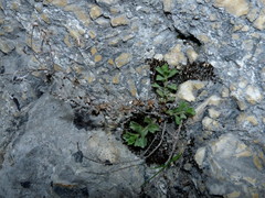 Vittadinia australis