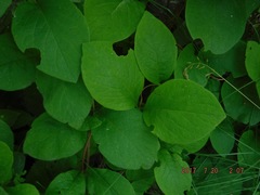 Lonicera hirsuta