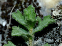 Vittadinia australis