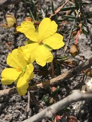 Hibbertia acicularis