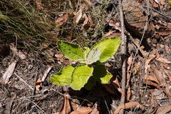 Olearia stilwelliae