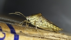 Edessa leucogramma