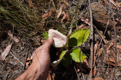 Olearia stilwelliae