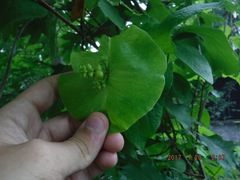 Lonicera hirsuta