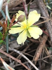 Hibbertia acicularis