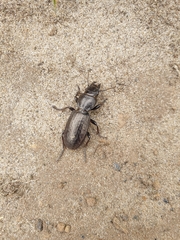 Mecodema sculpturatum