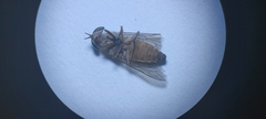 Tabanus taeniola