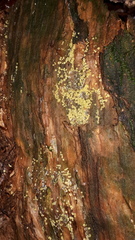 Trichoderma gelatinosum