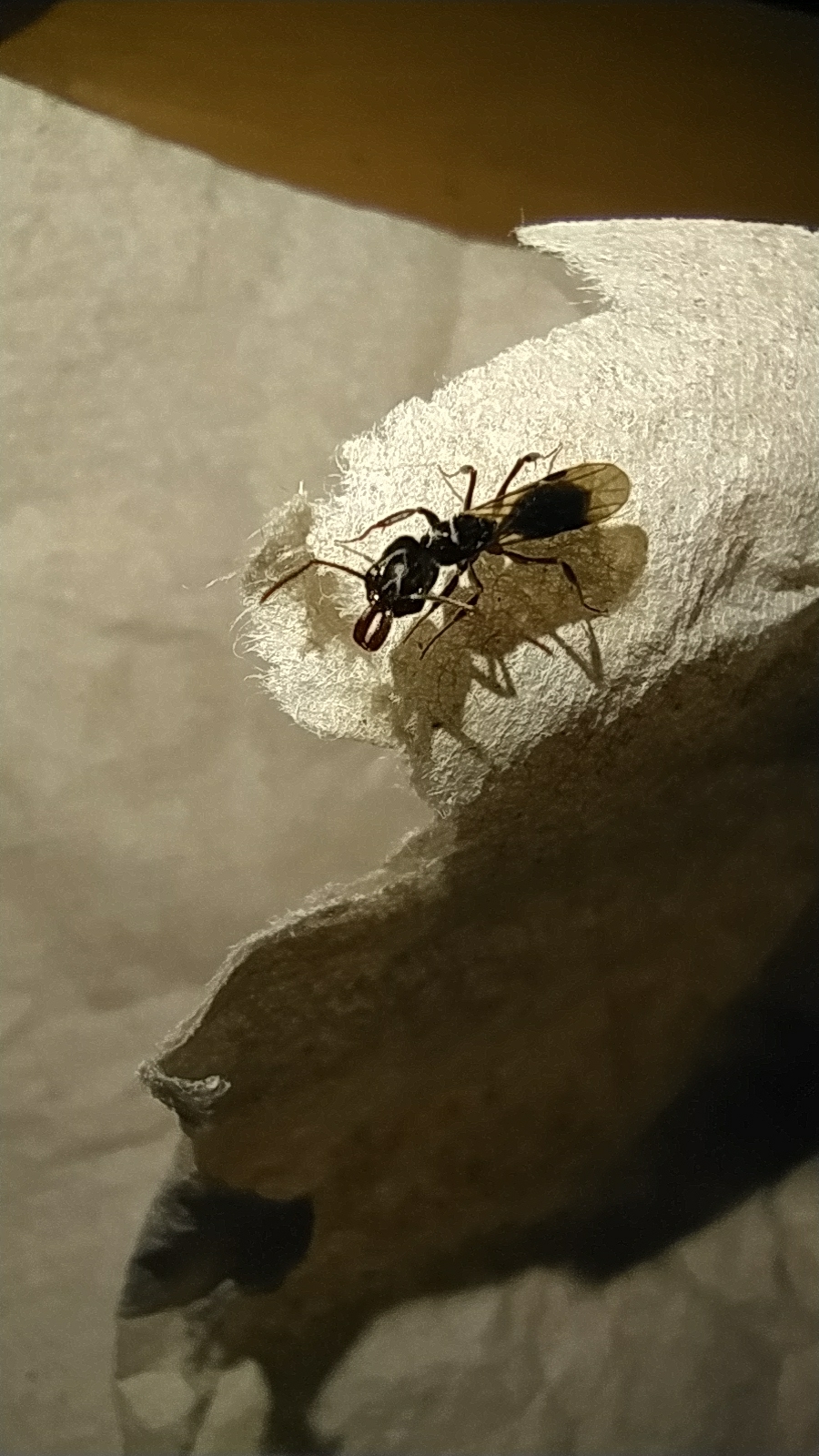 Odontomachus haematodus
