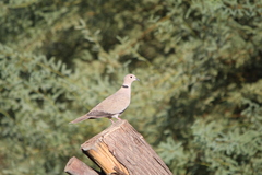 Streptopelia decaocto
