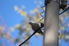 Streptopelia decaocto
