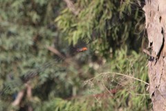 Pyrocephalus rubinus